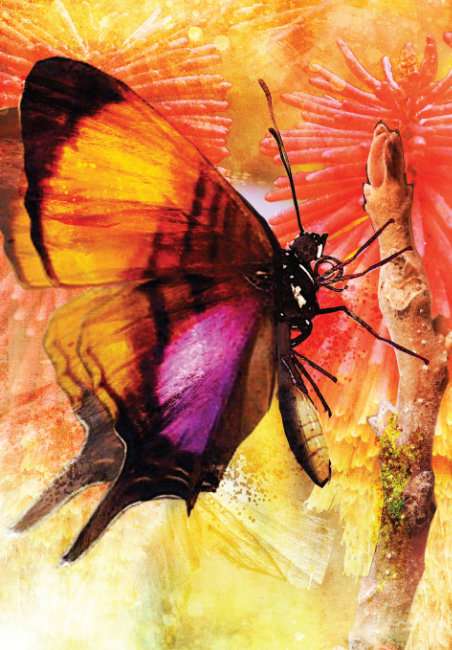 Butterfly Transformations 2ND - Image 4