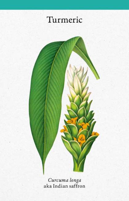 A Cabinet Full of Medicinal Plants - Image 2