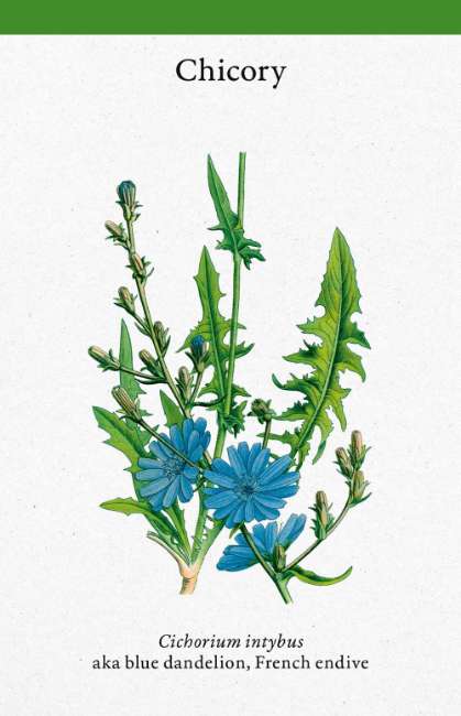 A Cabinet Full of Medicinal Plants - Image 4