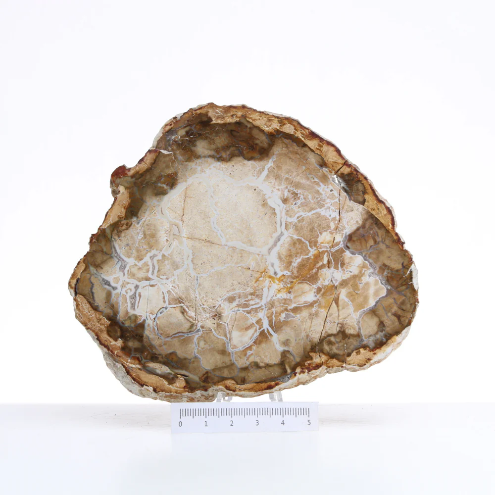 Miniatuur 2