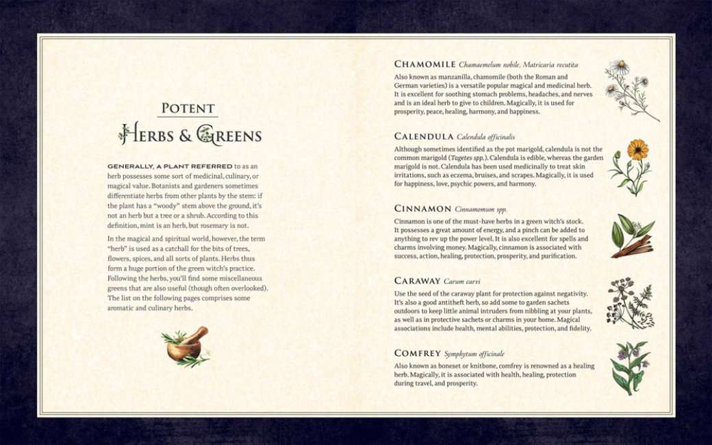 Green Witch Illustrated - Image 4