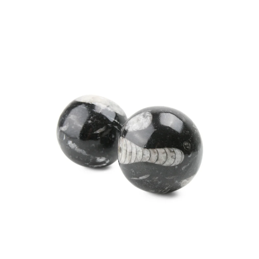 Orthoceras Bol - Image 2