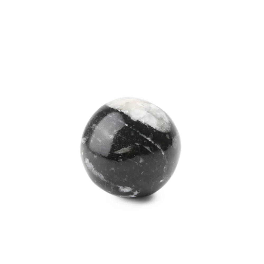 Orthoceras Bol - Image 3