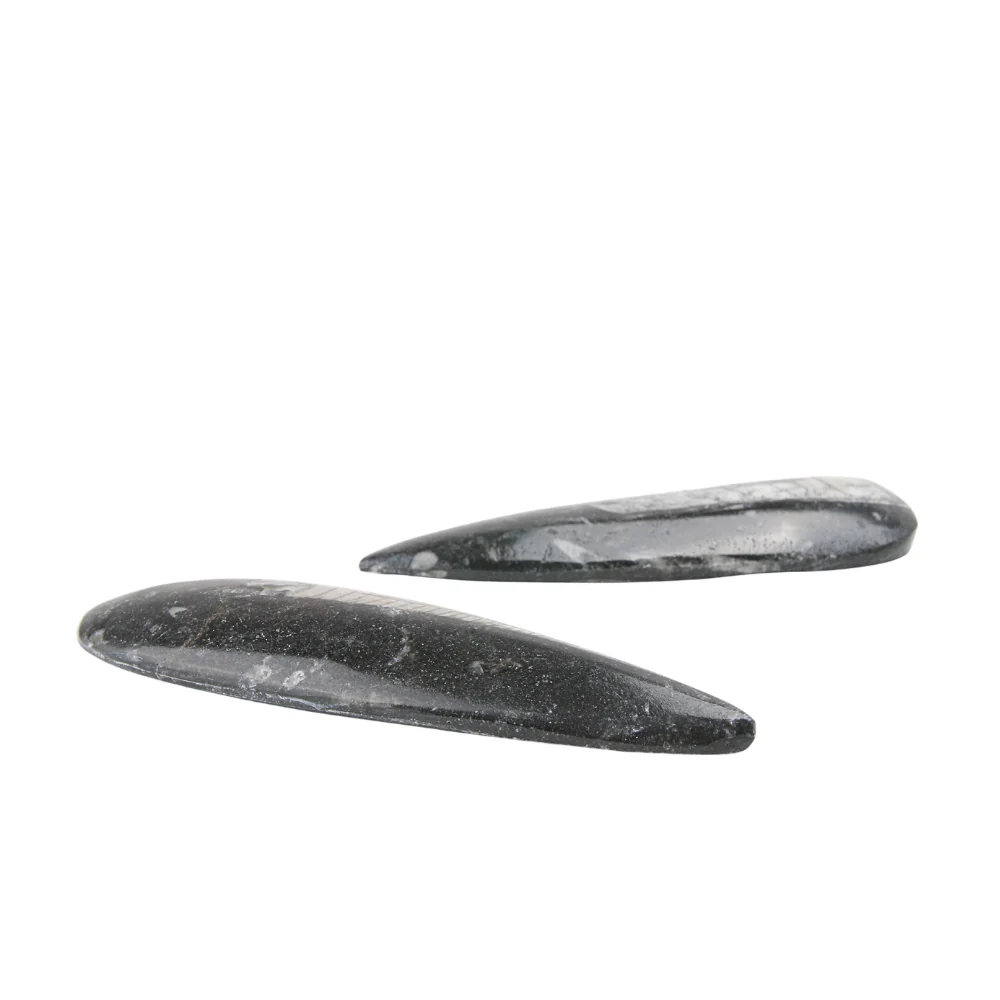 Orthoceras Punt gepolijst - Image 2