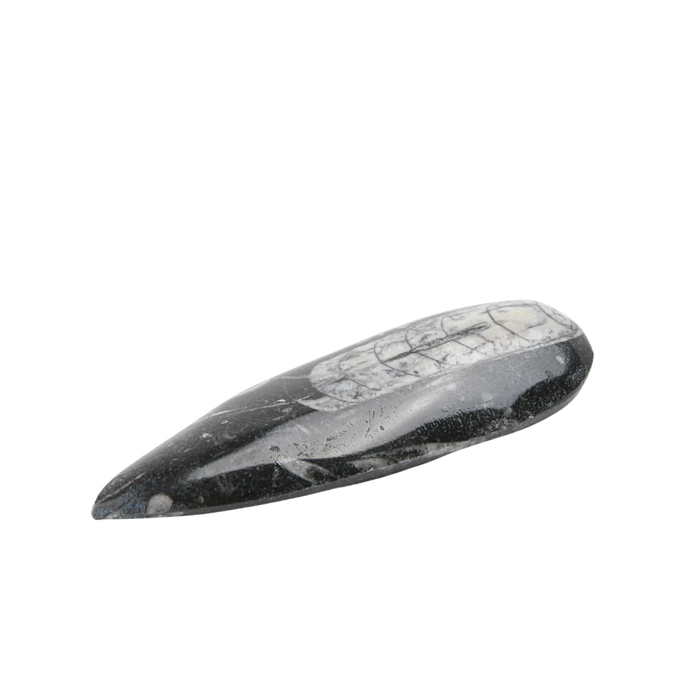 Orthoceras Punt gepolijst - Image 3