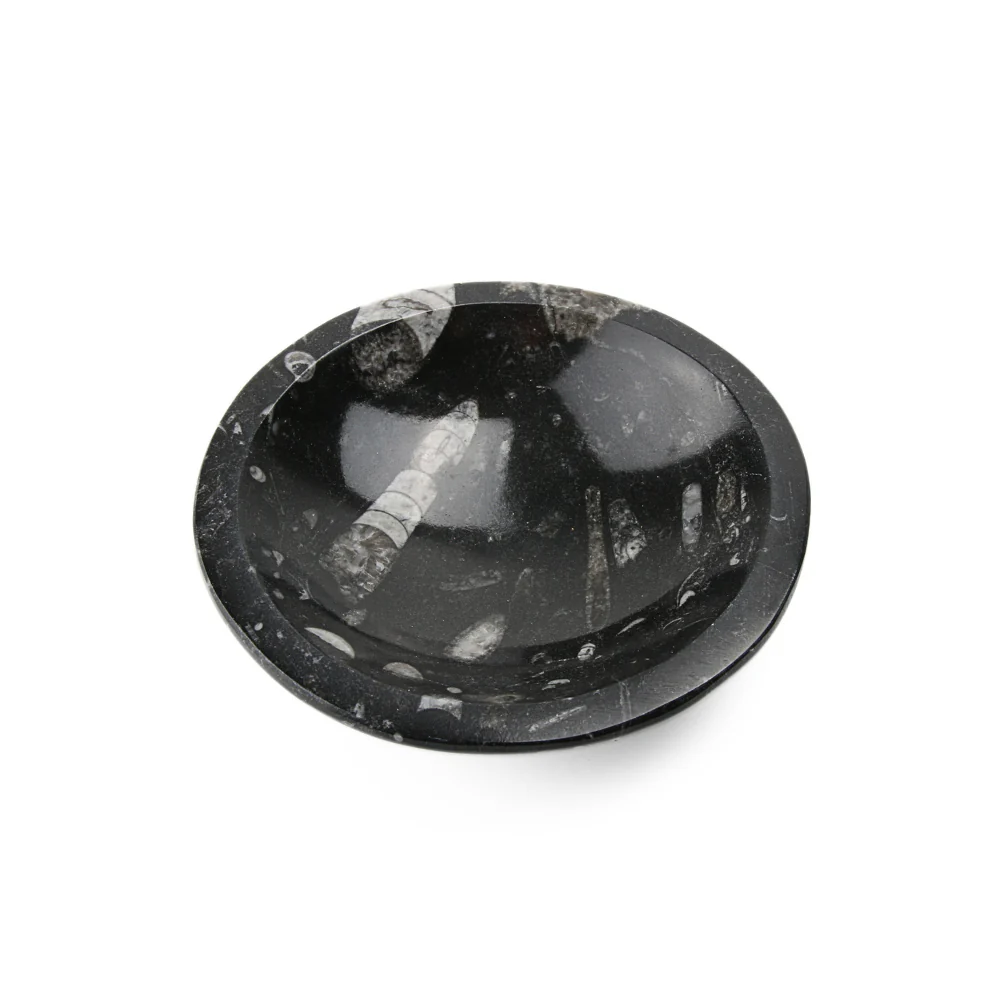 Orthoceras schaaltje - Image 2