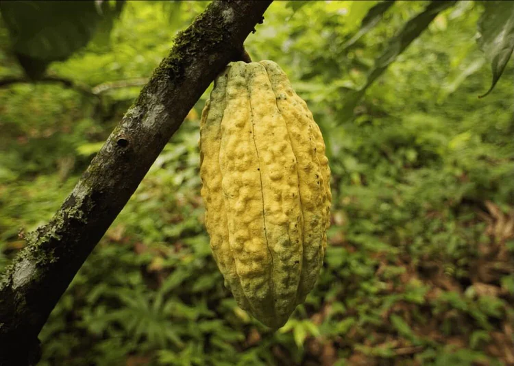 Pure Kakaw - Alta Verapaz: 100% cacao uit Guatemala *** - Image 2