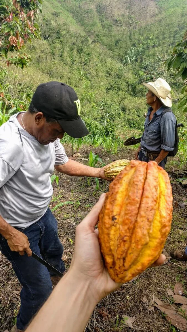 Pure Kakaw - Cahabón: 100% cacao uit Guatemala - Image 2