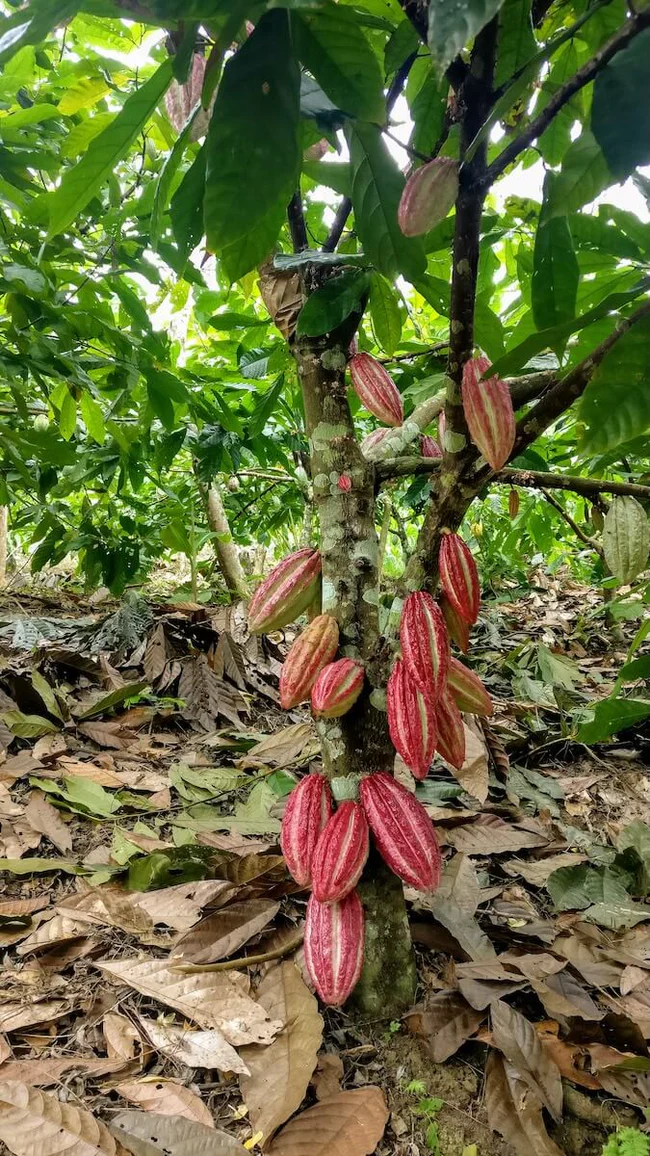 Pure Kakaw - Cahabón: 100% cacao uit Guatemala - Image 4