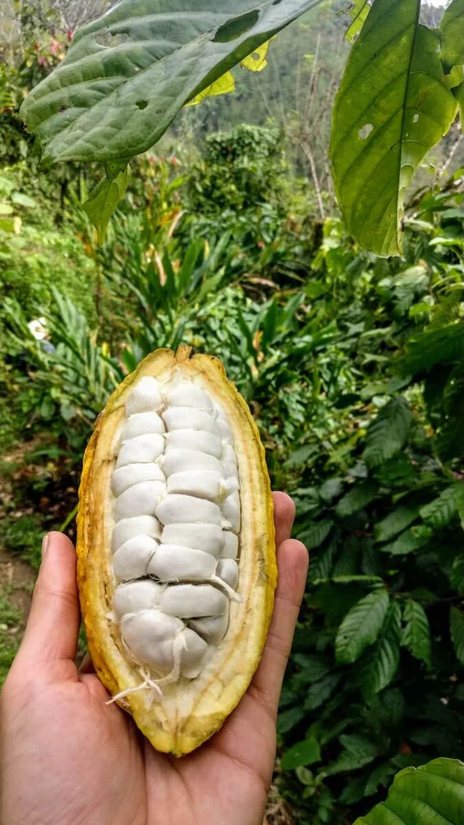 Pure Kakaw - Cahabón: 100% cacao uit Guatemala - Image 5