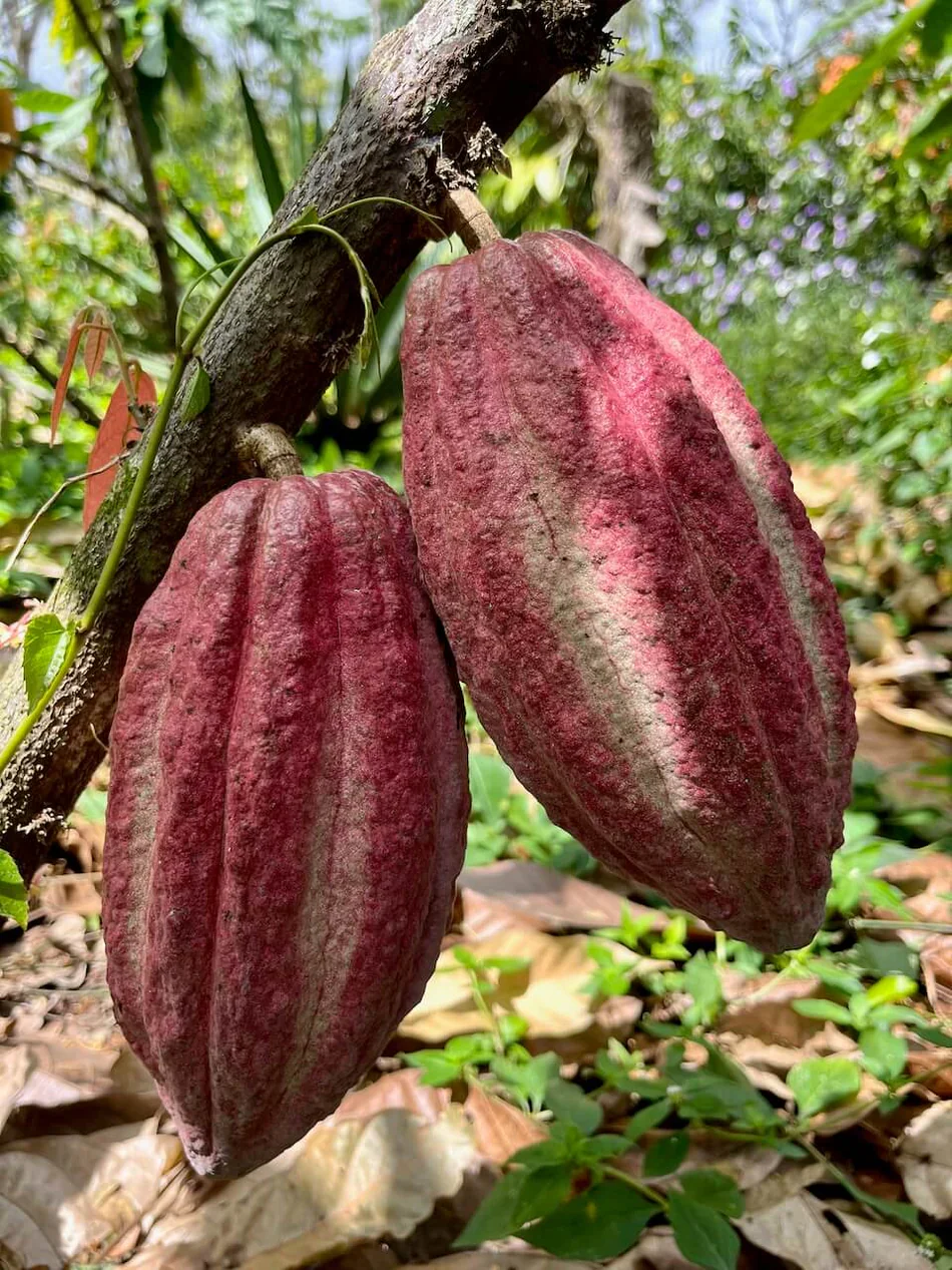 Pure Kakaw - Matagalpa: 100% cacao uit Nicaragua - Image 2