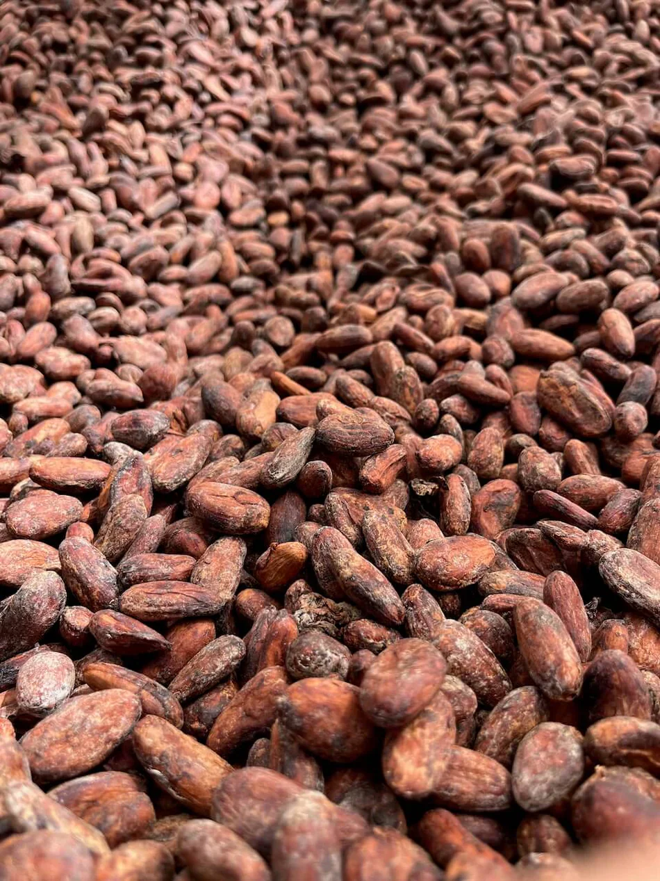 Pure Kakaw - Matagalpa: 100% cacao uit Nicaragua - Image 5