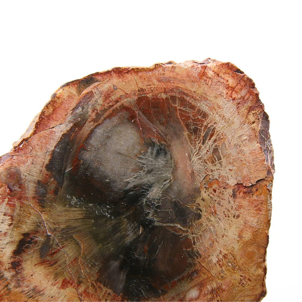 Versteend Hout Schijf  - 3 - Image 2