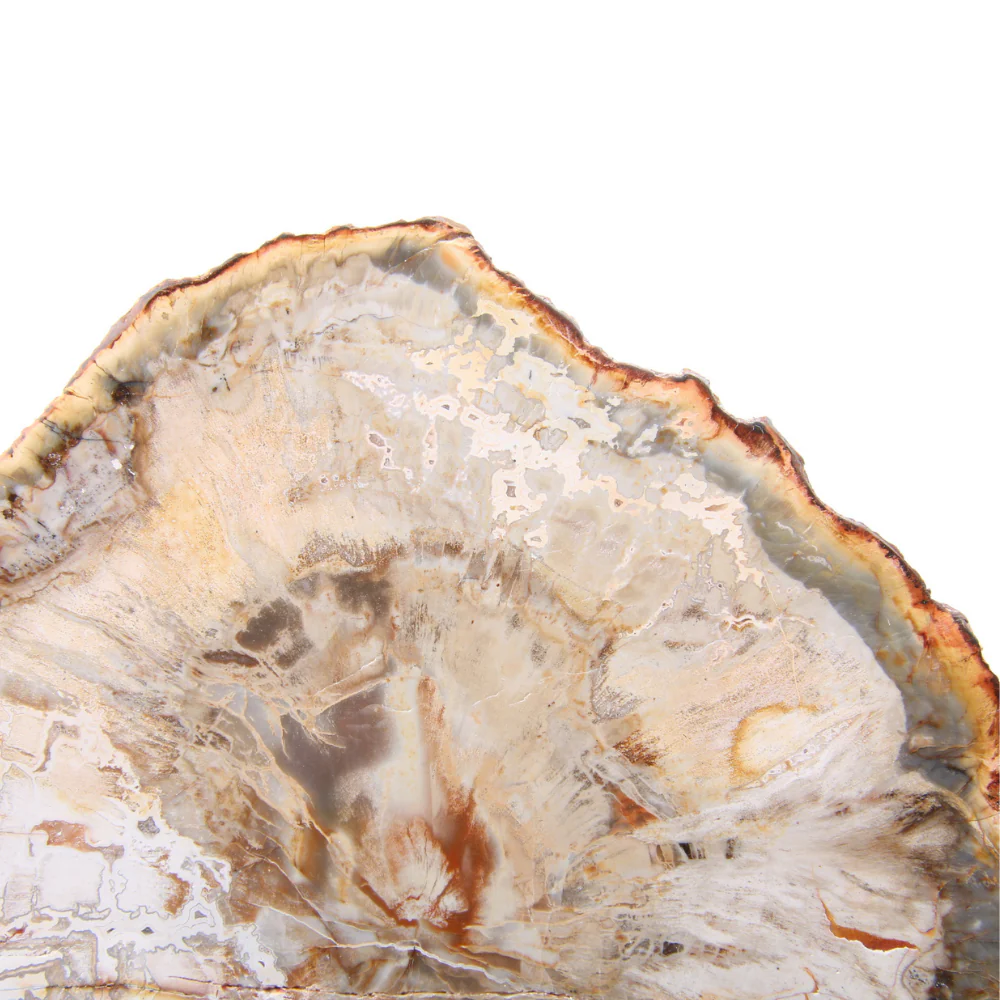 Versteend Hout Schijf - 10 - Image 2