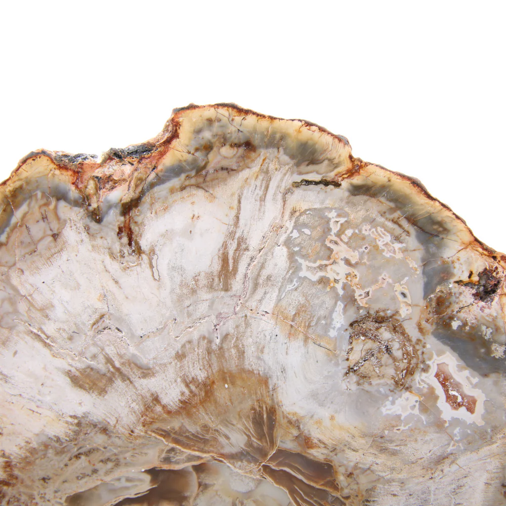 Versteend Hout Schijf - 11 - Image 2