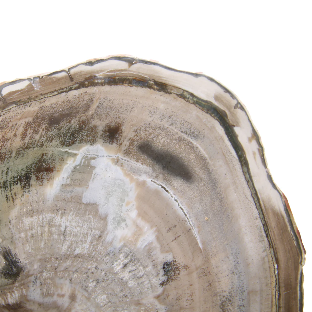Versteend Hout Schijf - 12 - Image 2