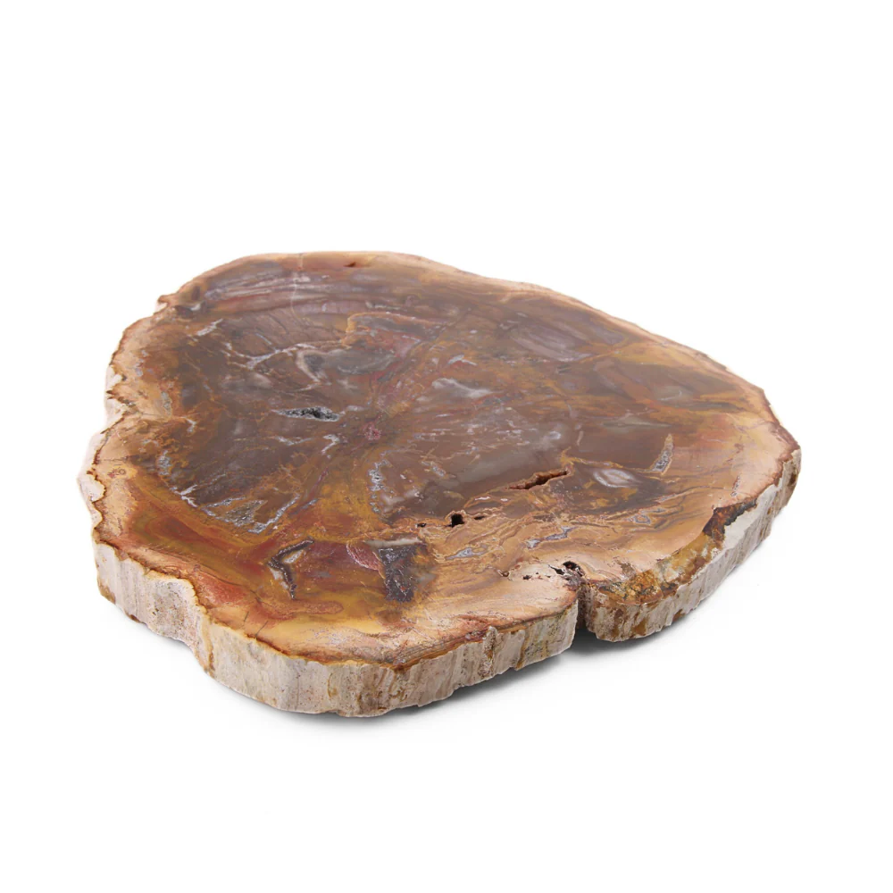 Versteend Hout Schijf - 13 - Image 2