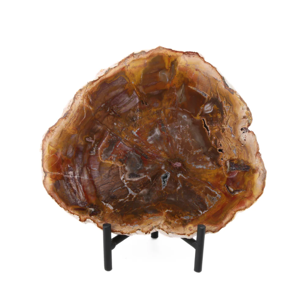 Versteend Hout Schijf - 13 - Image 4