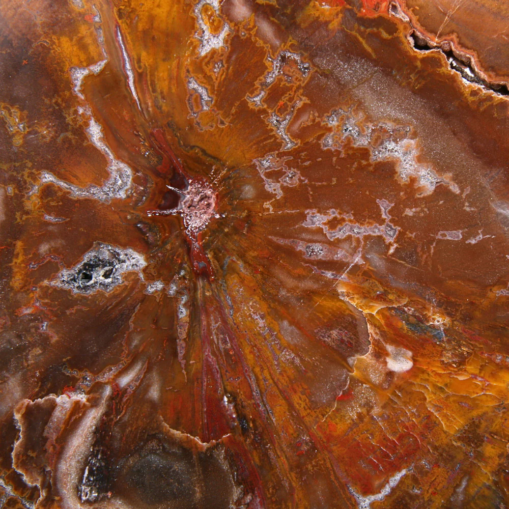 Versteend Hout Schijf - 13 - Image 5