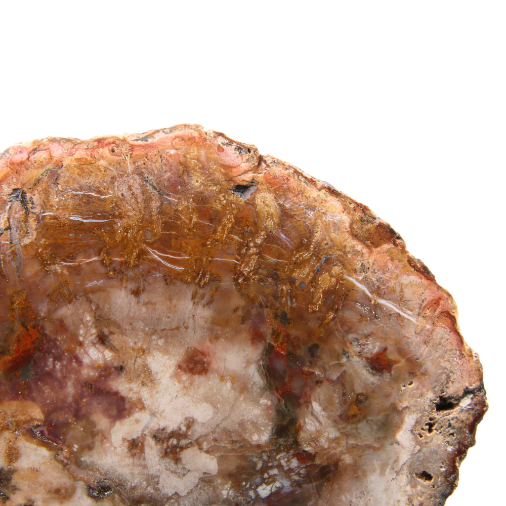 Versteend Hout Schijf - 6 - Image 2