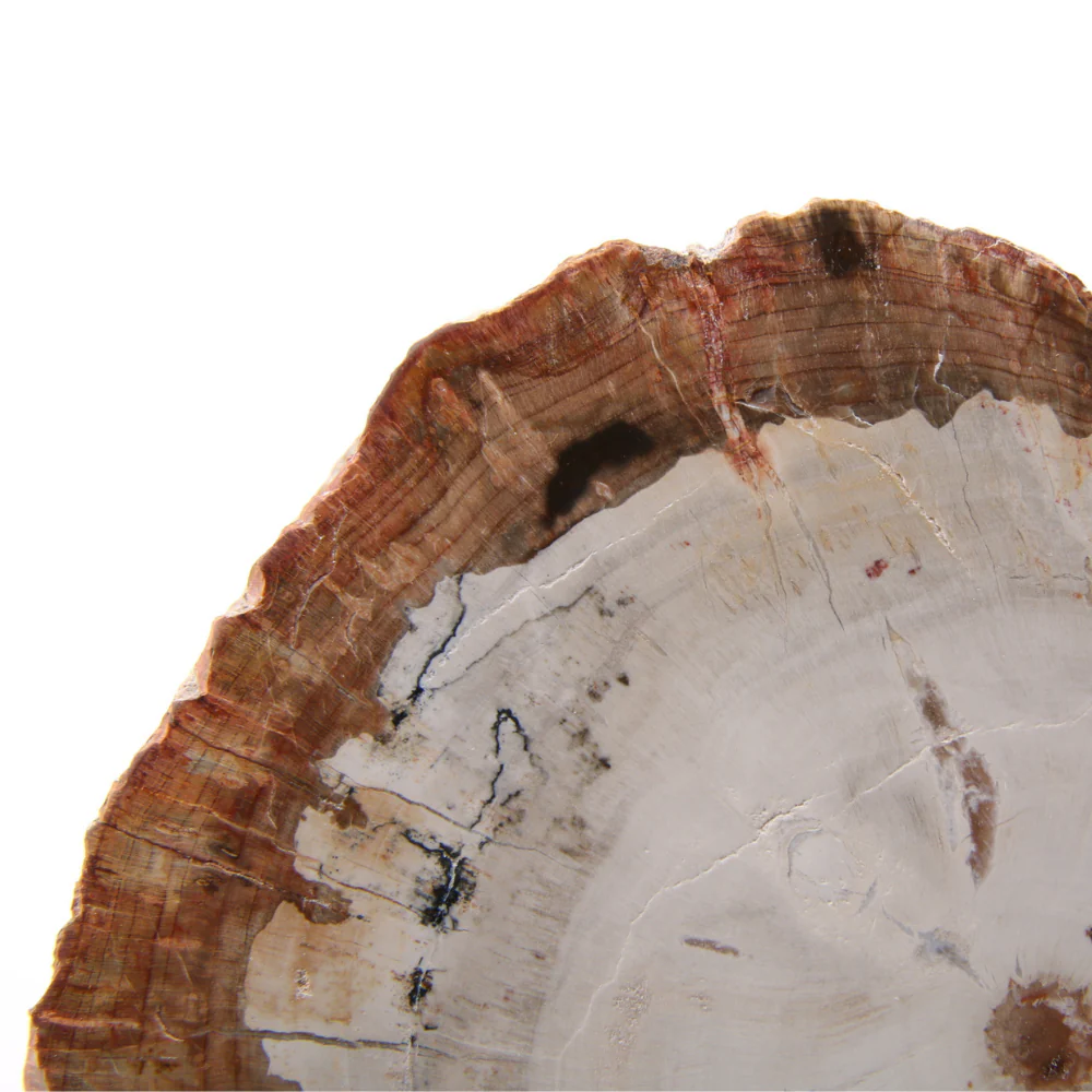 Versteend Hout Schijf - 7 - Image 2