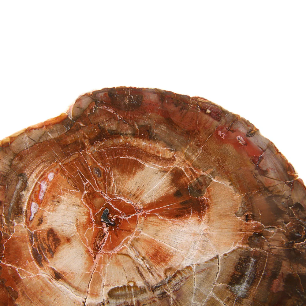 Versteend Hout Schijf - 8 - Image 2