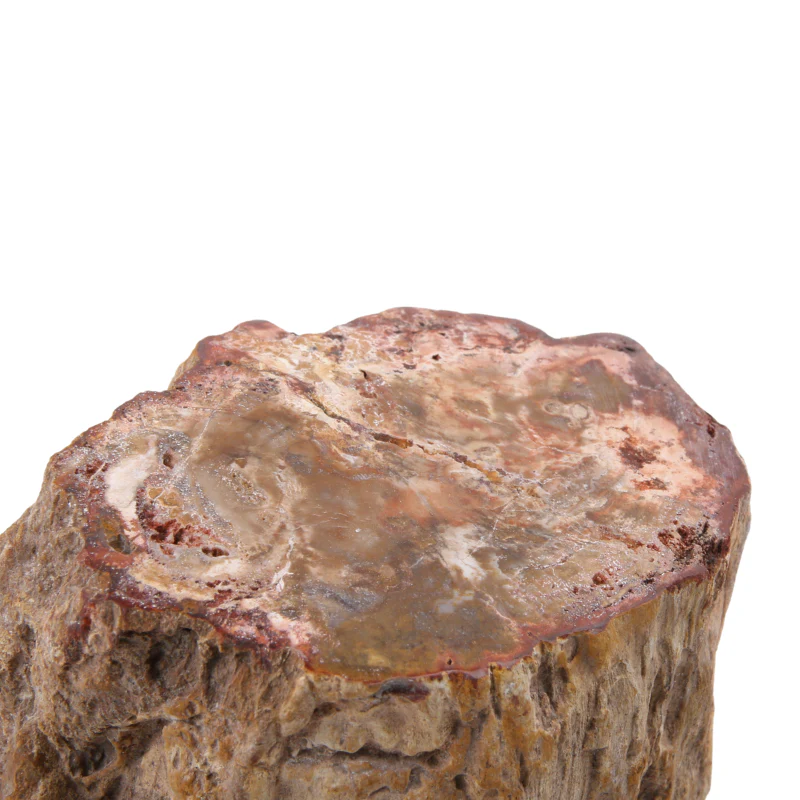 Versteend Hout Stuk - 10 - Image 2