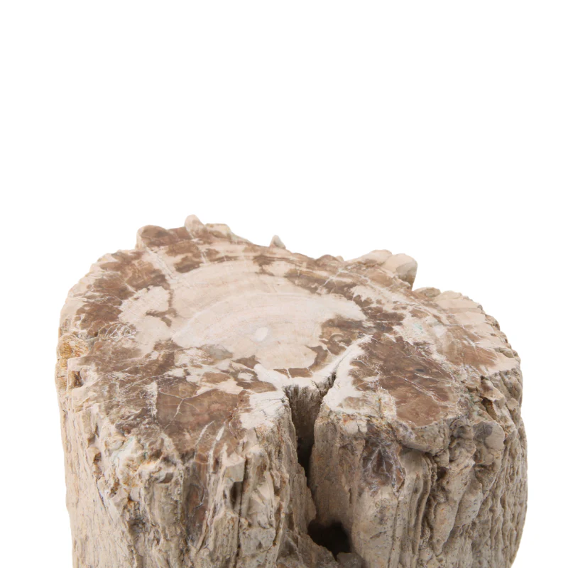 Versteend Hout Stuk - 11 - Image 2