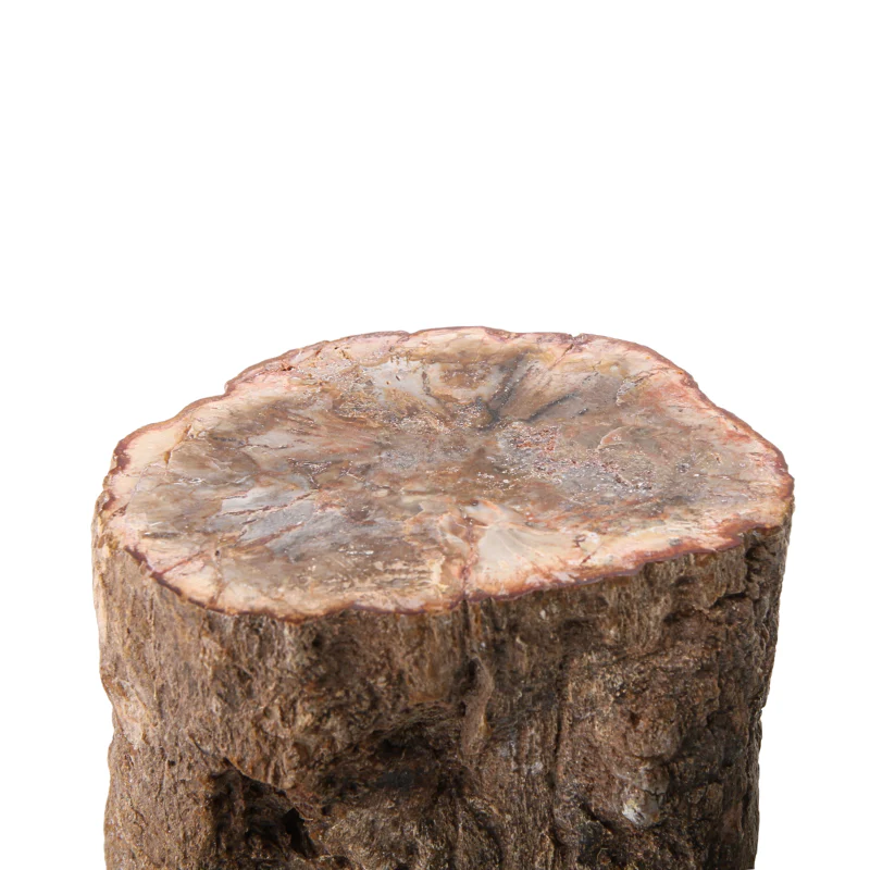 Versteend Hout Stuk - 12 - Image 2